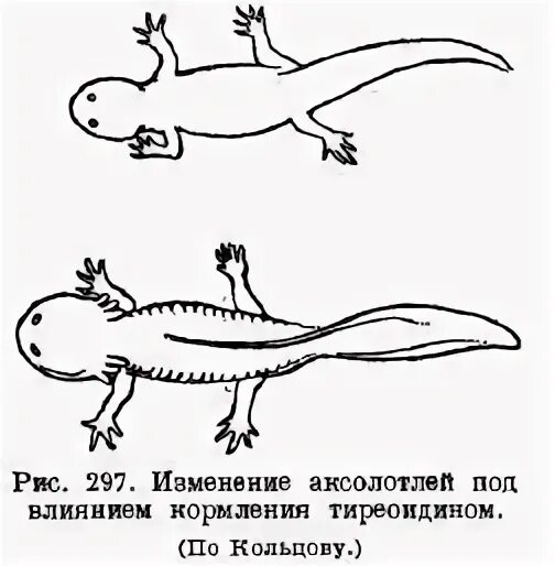 Схема аксолотля
