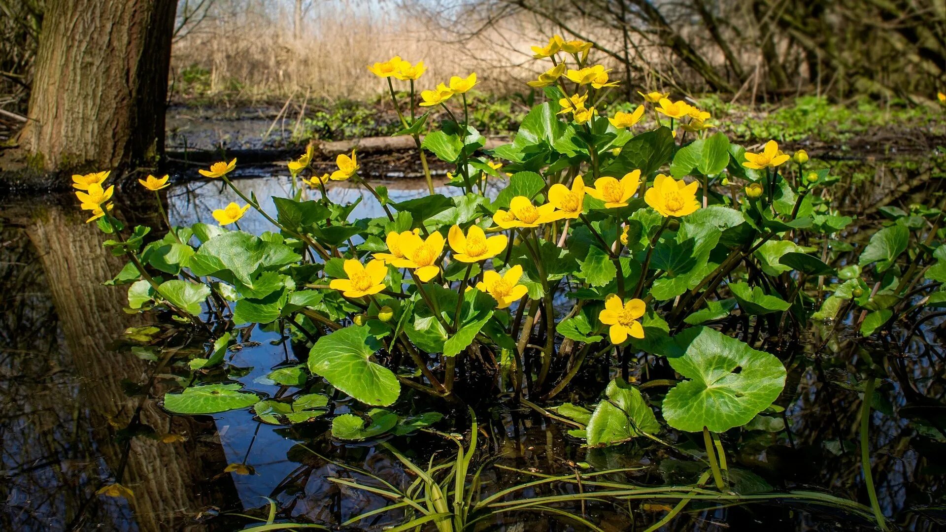 Желтая вода весной. Калужница Болотная. Калужница Болотная (Caltha palustris). Болотные желтые цветы калужница. Первоцветы калужница Болотная.