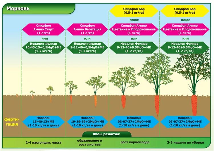 Какие удобрения внести в землю. Схема подкормки моркови таблица. Общие схемы подкормок для овощей. Схемы подкормок растений. Фазы развития моркови таблица.