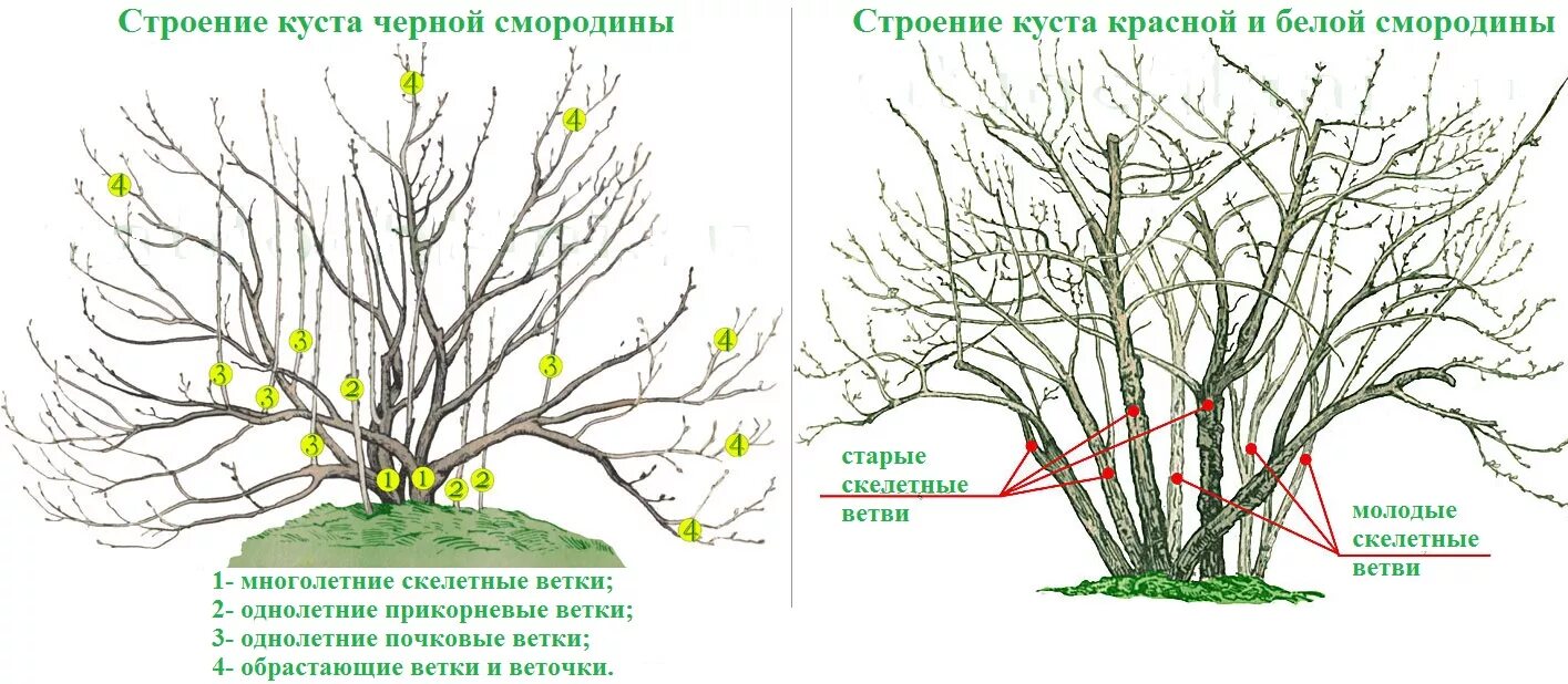 Каково строение кустарника