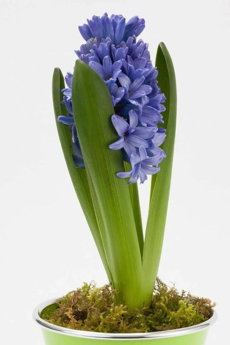 bluebells
