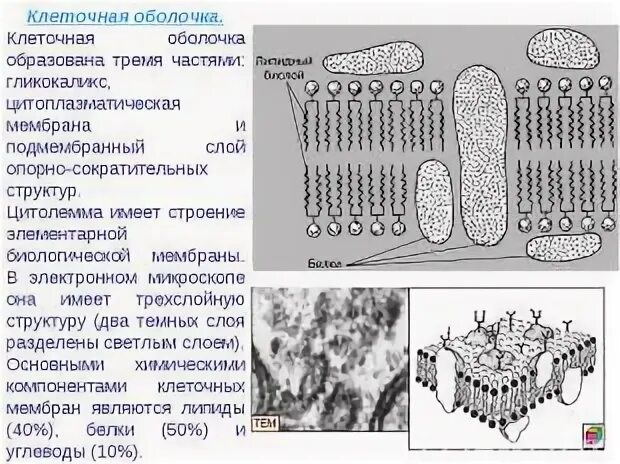 Расположение клеточной мембраны в клетке Картинки СТАБИЛИЗАТОР МЕМБРАНА КЛЕТОК