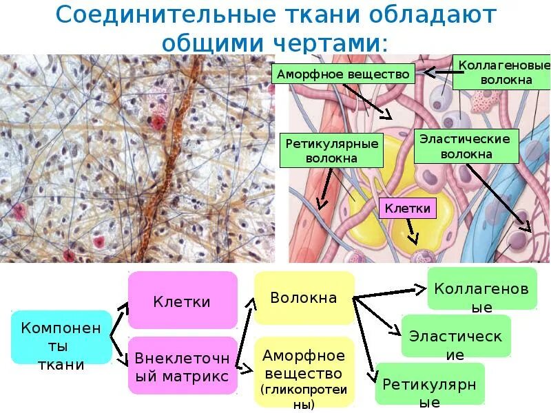 Строение опорных тканей