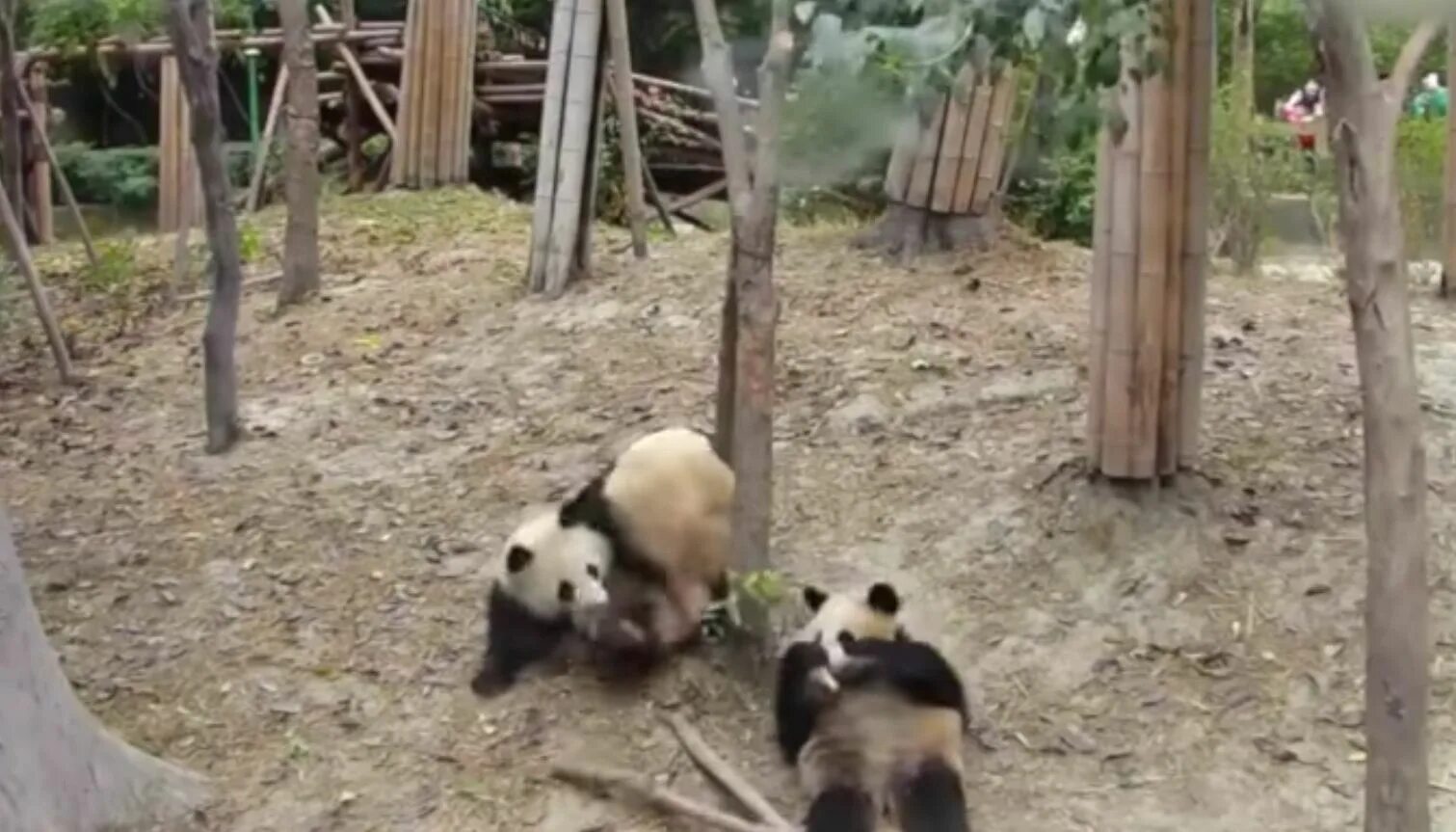 Panda falling trees