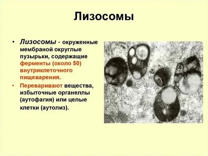 Автолиз лизосомы