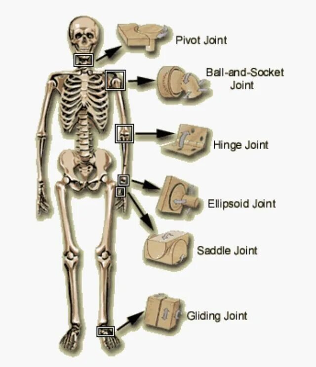 Human join. Types of joints. pivot joint. vojta therapy positions on sceleton and musels.