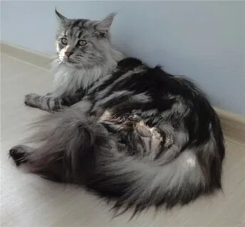 Род кунов
