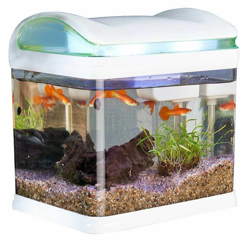 Микро аквариум. Аквариум болотного типа. Акваферма аквариум. Thermos for transporting Aquarium Fish.