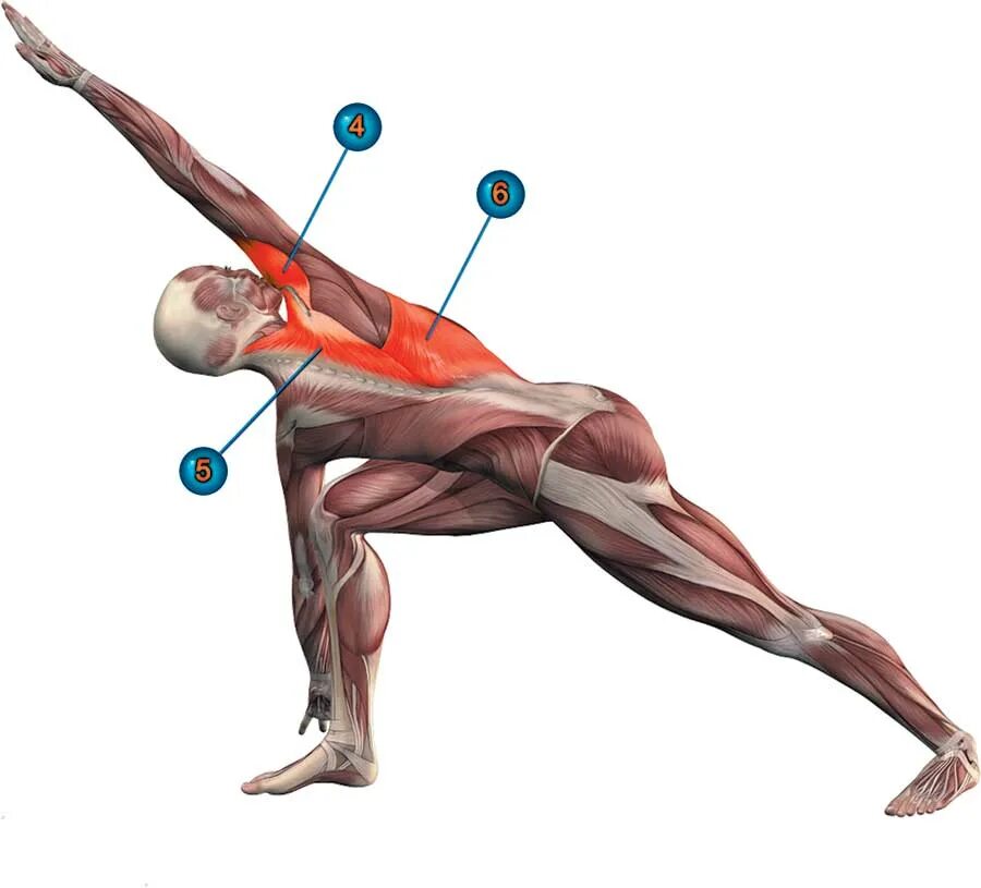 Какие мышцы самые. Паривритта Паршваконасана. Паривритта Паршваконасана анатомия. Паривритта Ардха Чандрасана анатомия. Анатомия йоги Уттхита Паршваконасана.