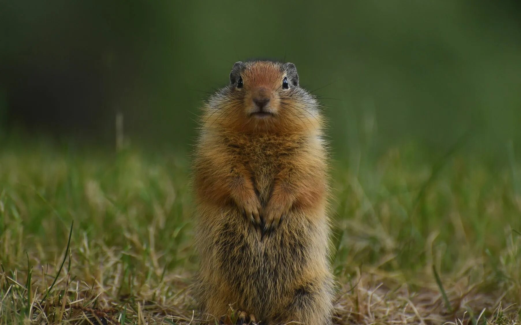 Год суслика. Суслик обыкновенный. Gopher суслик. Даурский суслик. Сумлик.