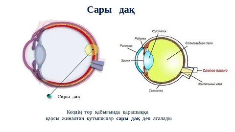 Әкесі ұйықтап жатқан порно