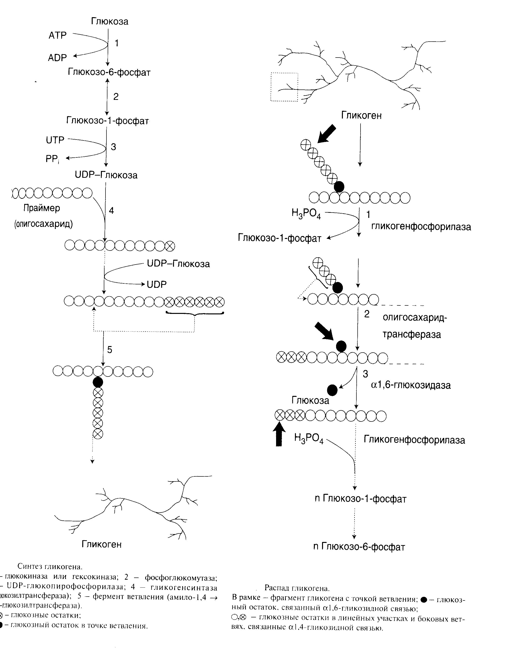 Синтез и распад гликогена. Синтез гликогена из глюкозо-1-фосфата. Схема синтеза и распада гликогена. Биосинтез гликогена в печени.