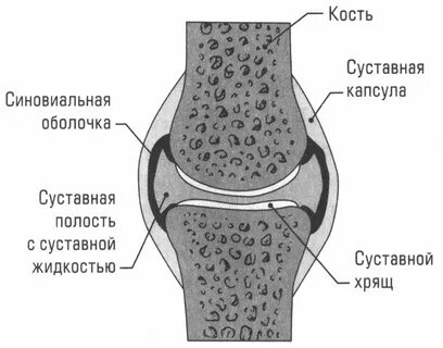 Строение суставов человека анатомия
