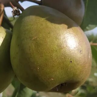 Сорт белорусская поздняя отзывы