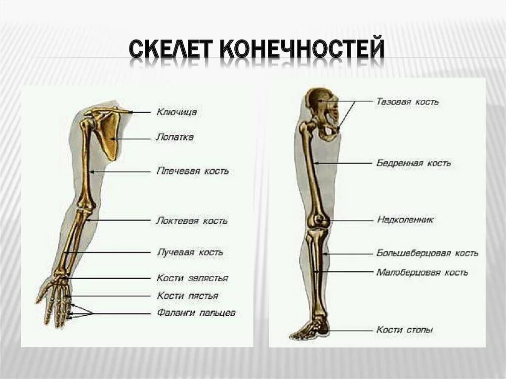 Лучевая кость в ноге анатомия. Лучевая кость нижней конечности. Строение скелета конечностей. Скелет конечностей человека анатомия.