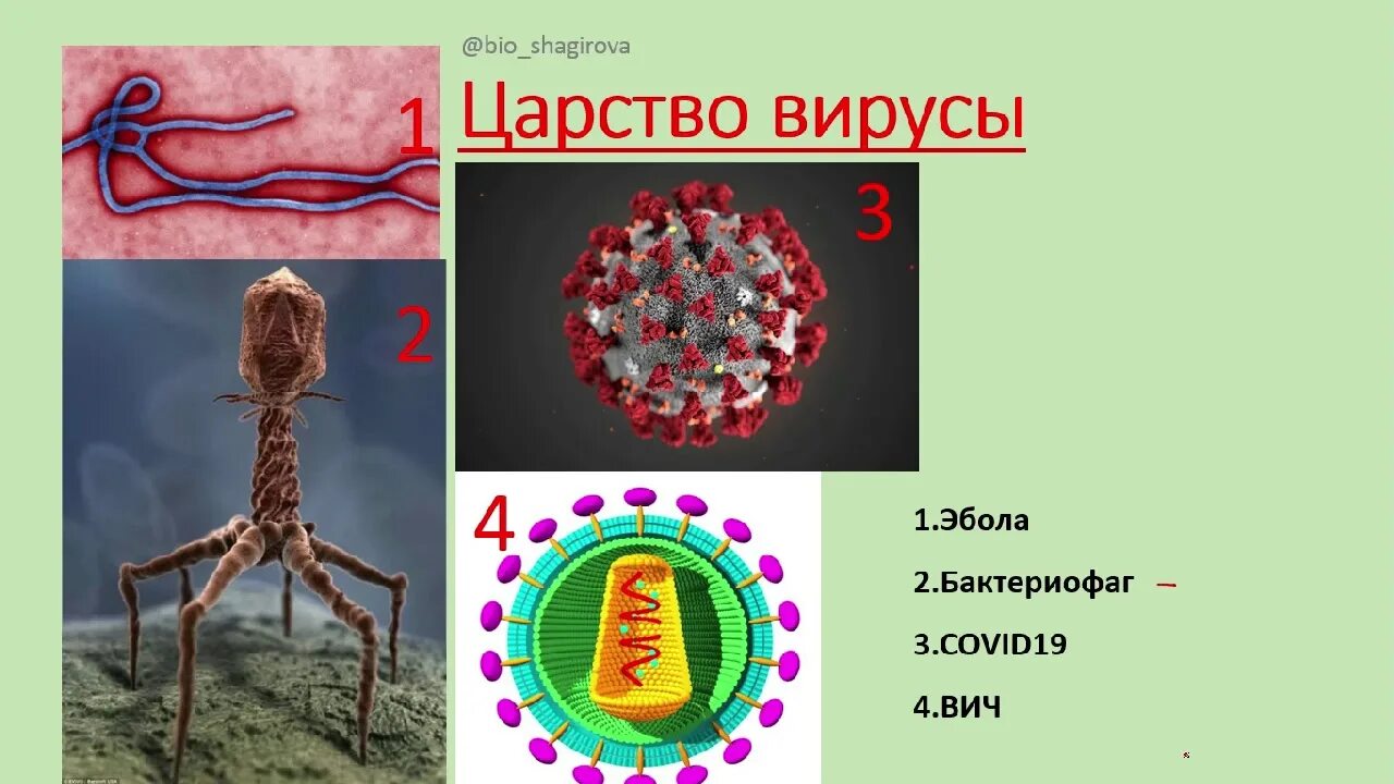 Царства живой природы вирусы. Царства вирусы биология. Царства живых организмов вирусы. Представители вирусов. Признаки вирусов биология 5 класс