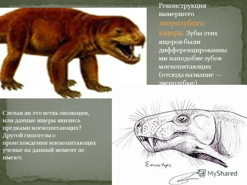 Почему зверозубые получили такое название. Предки млекопитающих зверозубые ящеры. зверозубый ящер. происхождение млекопитающих зверозубые рептилии. переходная форма между пресмыкающимися и млекопитающими.