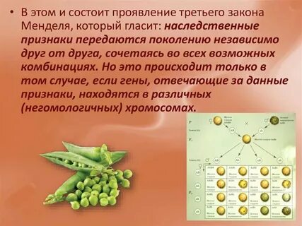 Первым законом менделя