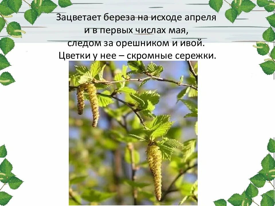 Сколько цветет береза 2025. Зацвела береза. береза цветет. начало цветения березы. как цветет береза.