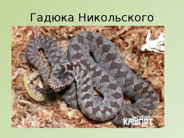 Гадюка толстой кратко. Гадюка Никольского (Vipera nikolskii). Гадюка обыкновенная и гадюка Никольского. Лесостепная гадюка — ядовитая. Степная гадюка и гадюка Никольского.