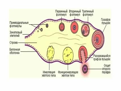 Фолликул 17 мм форум