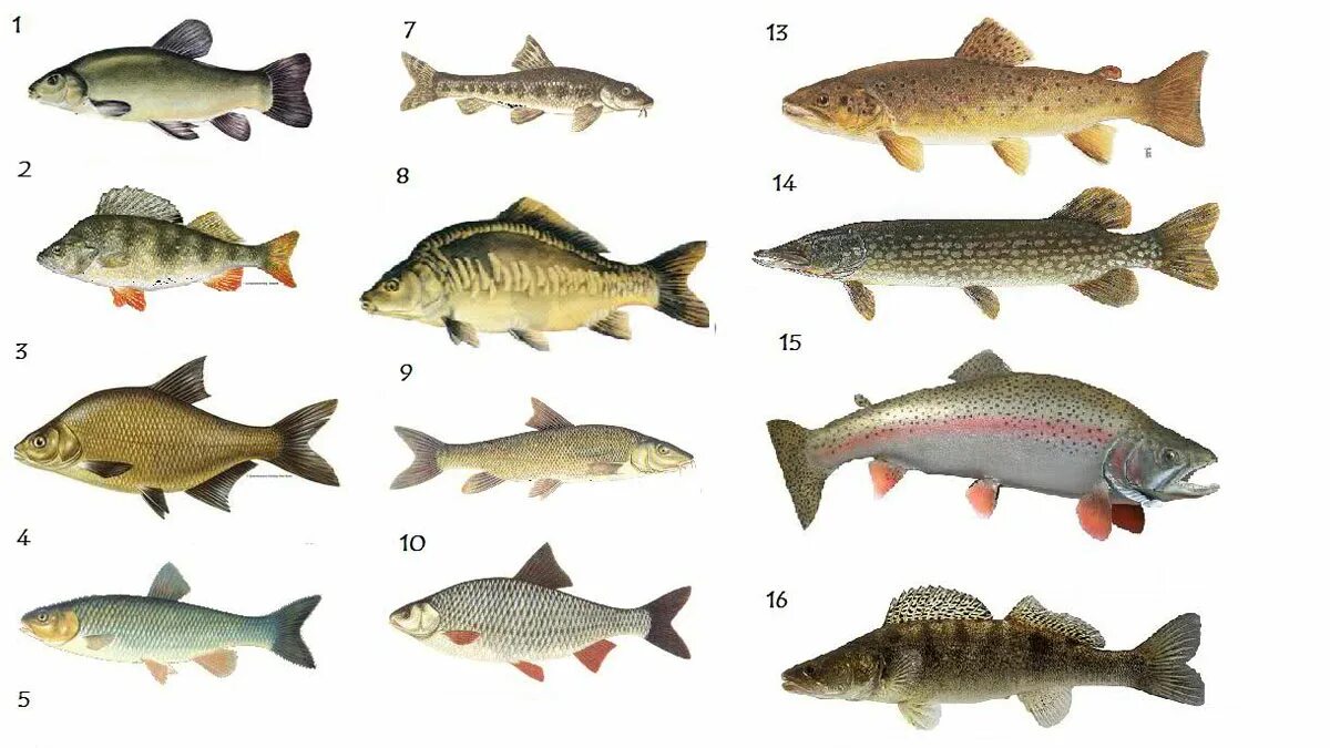 25 видов рыб
