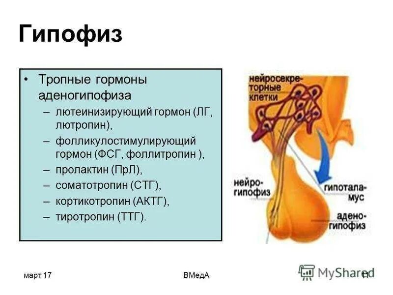 Тропные гормоны гипофиза схема. Лютеинизирующий гормон аденогипофиза:. Гормоны аденогипофиза соматотропин ФСГ ЛГ пролактин. Гипофизарный гормон женский организм.