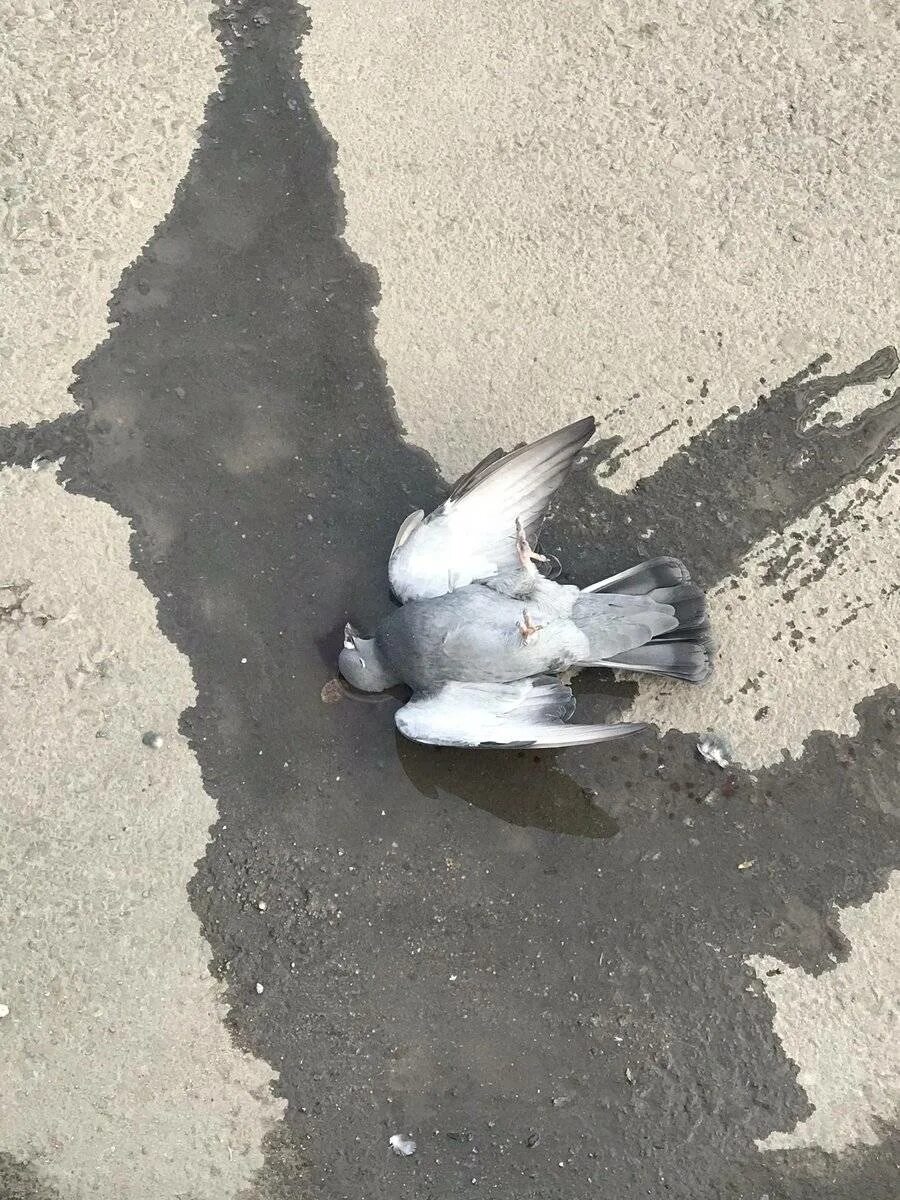 Разбитая птица