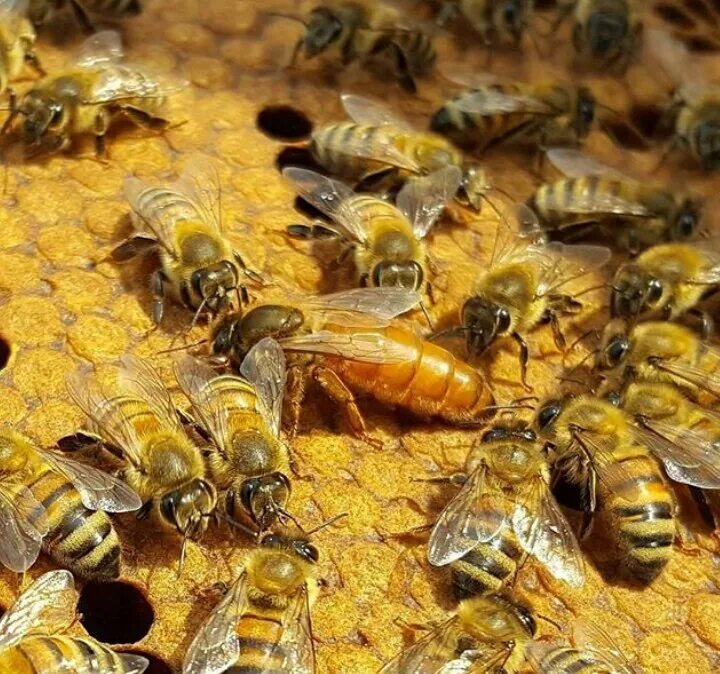 Породы пчел купить. Пчела Бакфаст. Пчеломатка кордован. Пчеломатки 2022 Бакфаст. Пасека пучковых пчеломатки Бакфаст.