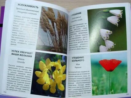 Цветы аннотация