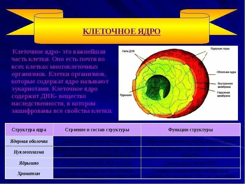 Дайте характеристику клеточному ядру. Строение ядра клетки. Характеристика клеточного ядра. Ядро и ядрышко клетки.