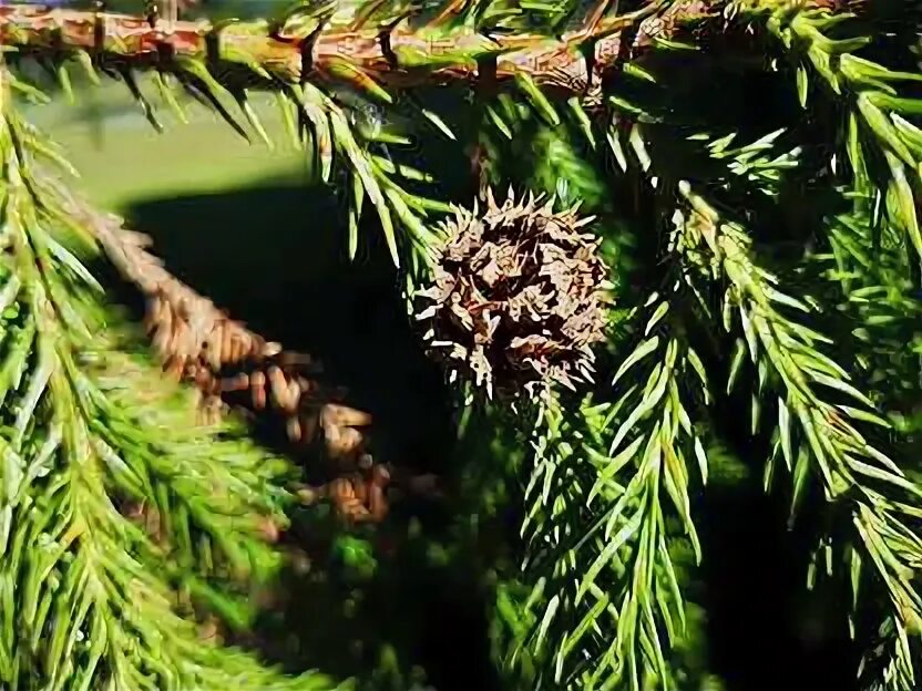 Псевдотсуга тиссолистная саженец. Миксбордер туя гортензия барбарис можжевельник. Пинарий хвойники. Подложка хвойная steico 3 мм. Ландшафт лесного участка с соснами урал.