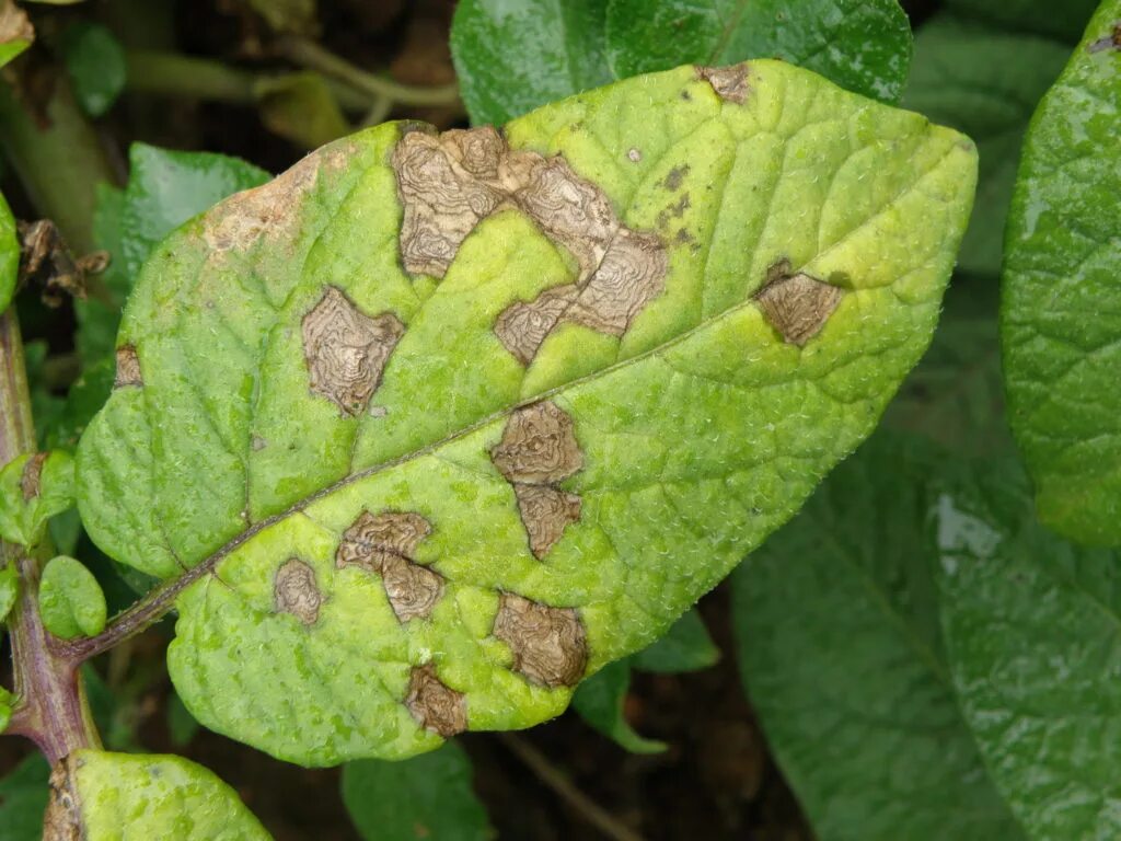 Plant disease. Альтернариоз. Фитофтороз альтернариоз томатов. Альтернариоз сухая пятнистость картофеля. Альтернариоз early Blight (Alternaria solani).