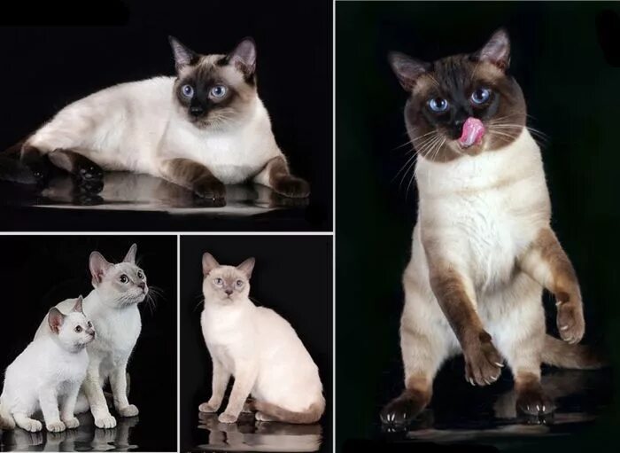 Различия кошек. Сиамская и тайская кошка. Тайская и Сиамская кошка отличия. Сиамский кот отличие от тайского. Порода кошек тайская и Сиамская различие.