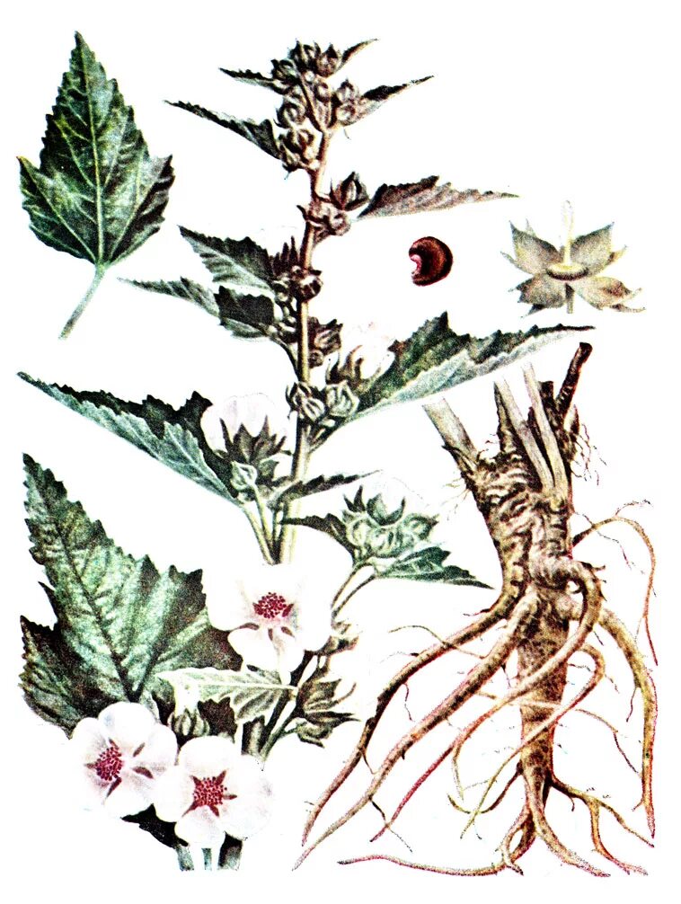 Корни алтея лекарственного. Алтей лекарственный (Althaea officinalis). Алтей лекарственный Фармакогнозия. Трава Алтея лекарственного Фармакогнозия. Алтей коноплёвый.