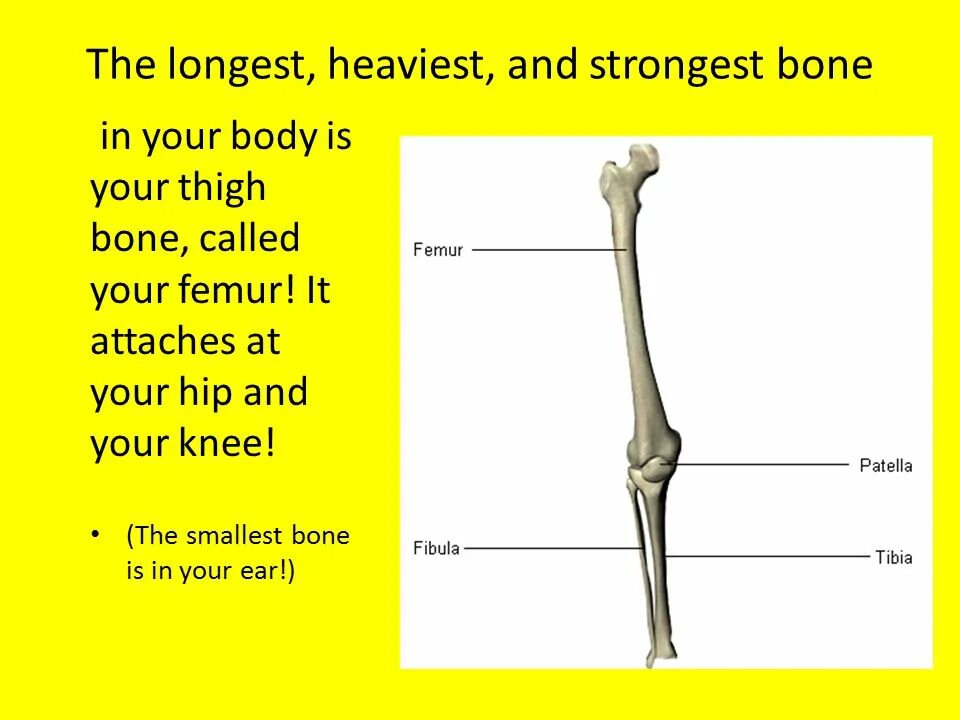 The longest Bone. Longest Bone in the body. What is the smallest Bone in the Human body. Thigh Bone. Bones звонок