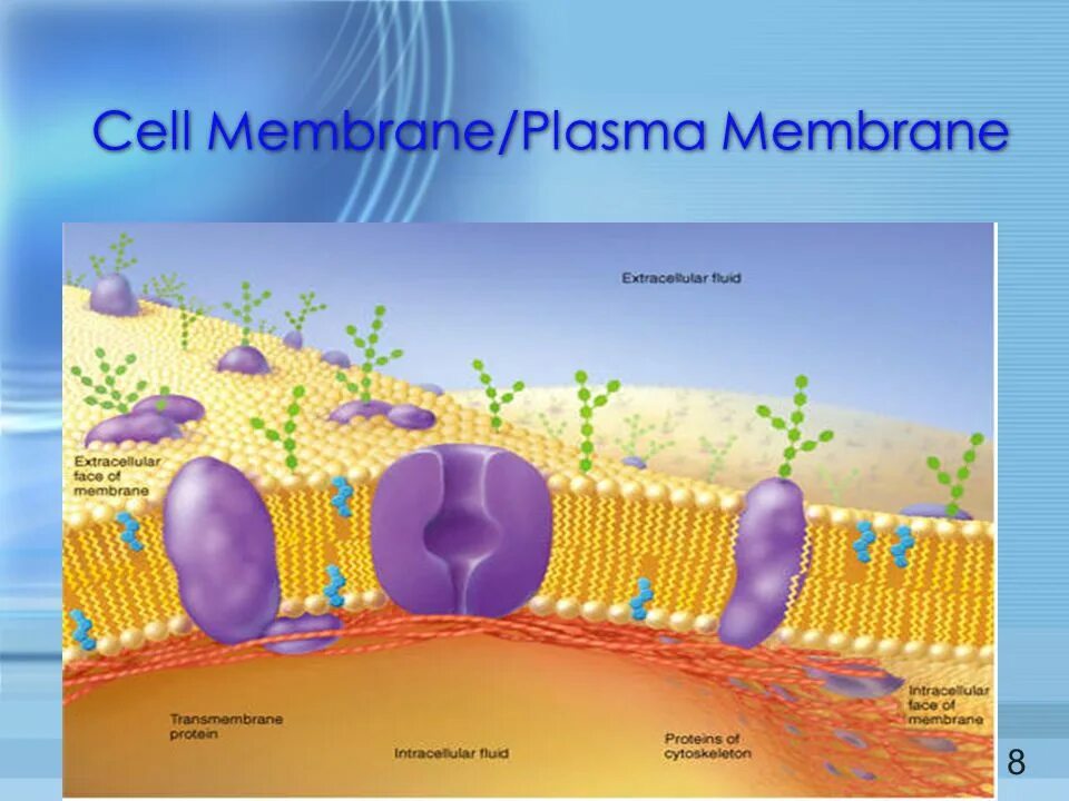 Cell membrane