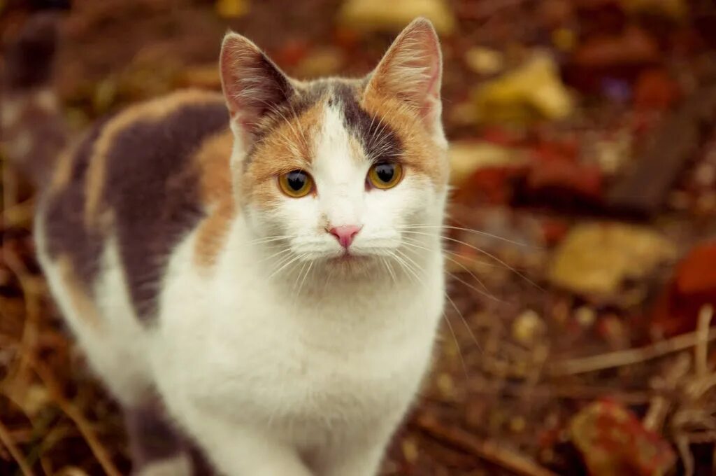 Кошка окрас серо бело рыжий. Бело коричневая кошка. Трёхцветная кошка. Рыже коричневый кот. Белый кот с коричневыми пятнами.