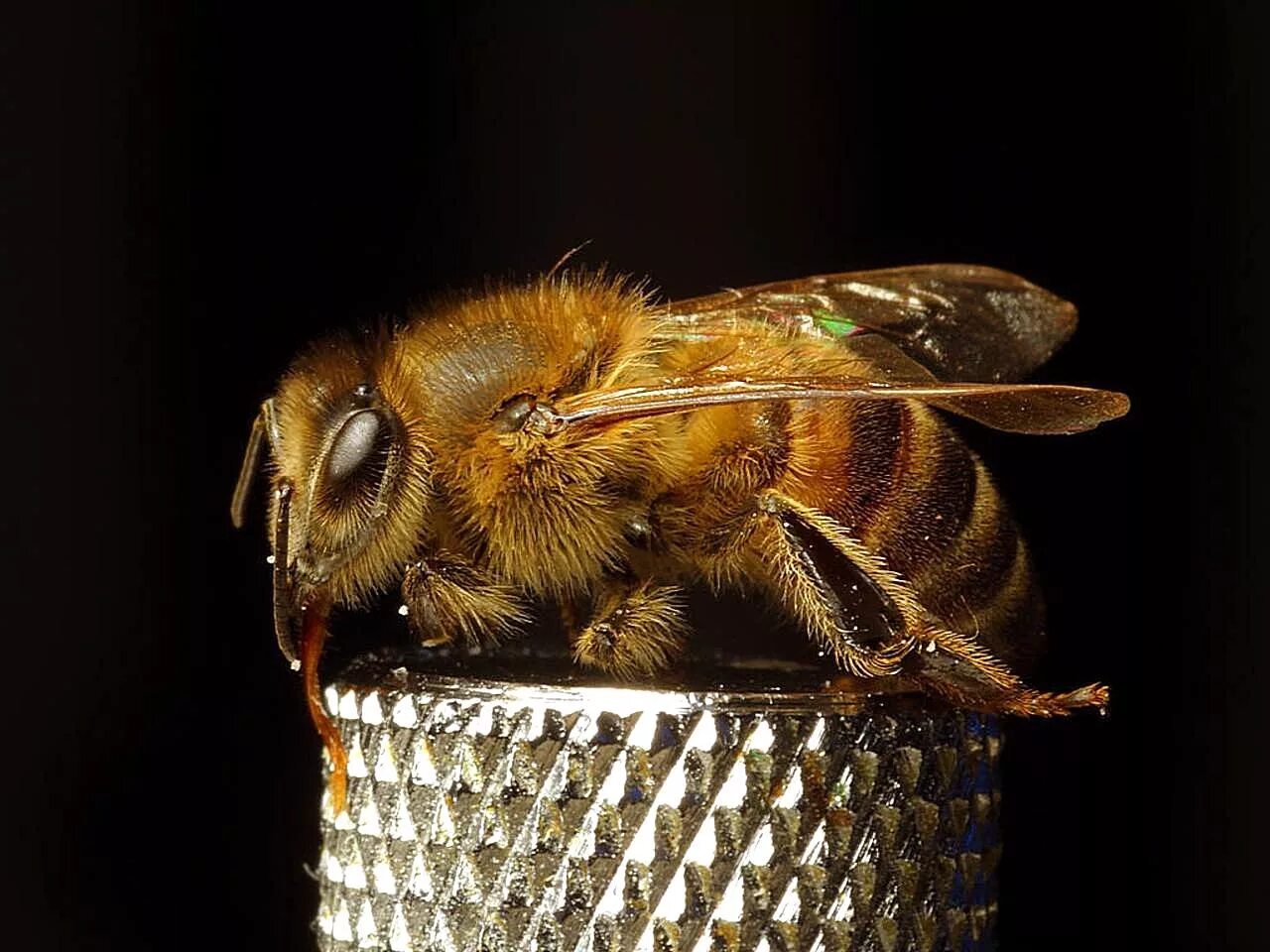 Домашние насекомые пчелы. Азиатский Шершень. Страшная пчела. Смешная пчела. Пчёлоптицепёс.