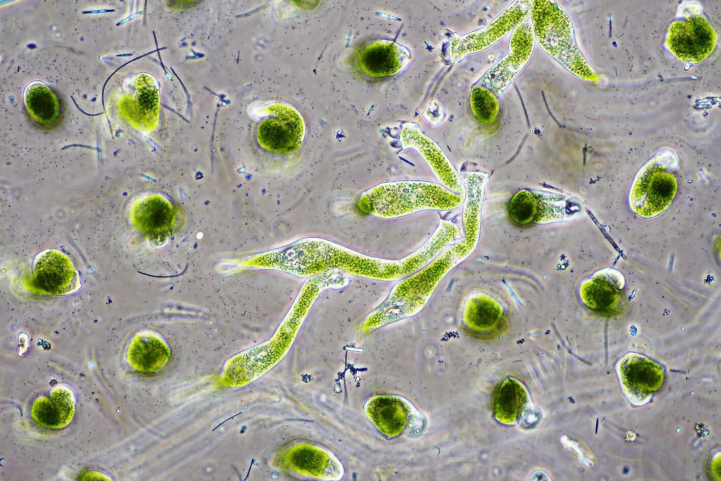 Одноклеточная зеленая водоросль хламидомонада. Хлорелла водоросль. Микроводоросль хлорелла. Водоросль хлорелла обыкновенная. Хлорелла вульгарис.