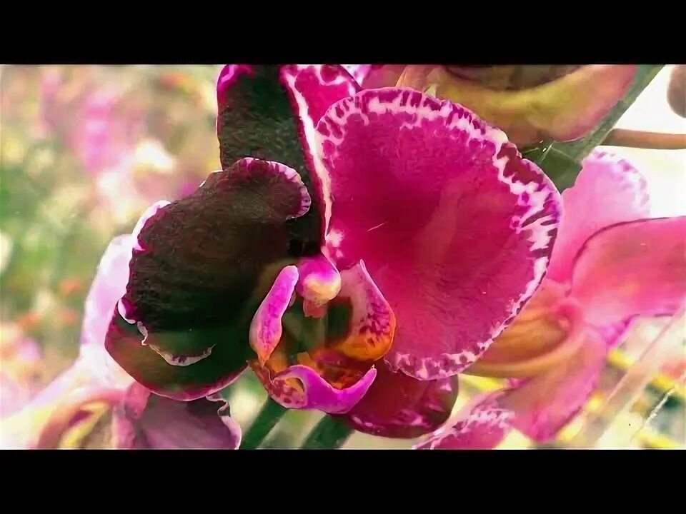 File:Phalaenopsis c.v. orchid (49367895198).jpg - Wikimedia Commons