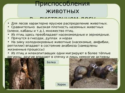 Растения и животные и их приспособления