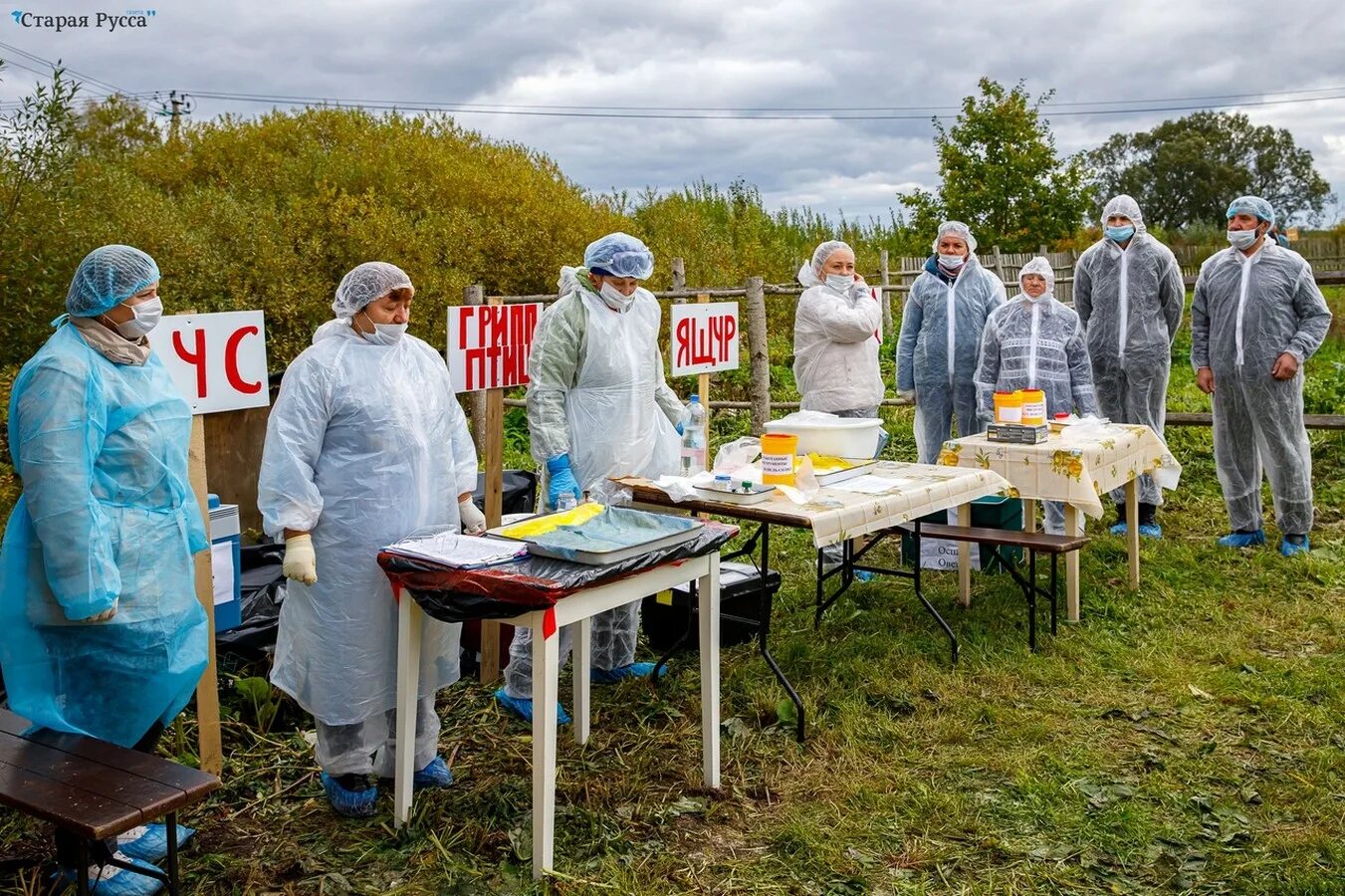 Новгородская районная ветеринарная станция. Ветеринария новгородская область