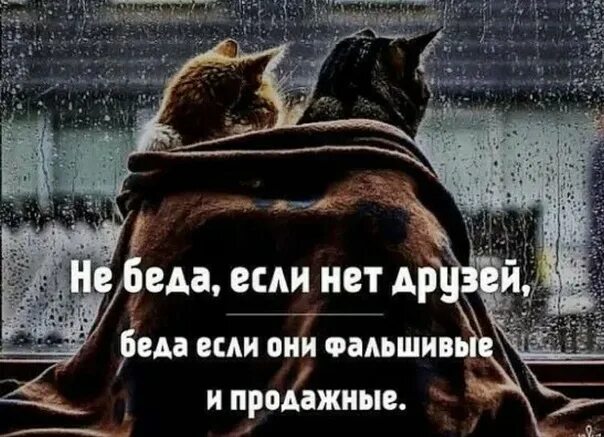 У вас есть друзья или нет. Не беда если нет друзей. зачем тебе фальшивые друзья если есть настоящие друзья. фальшивые друзья.