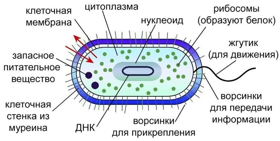 Прокариоты строение и значение. Строение бактериальной клетки рисунок. обобщенная схема строения бактериальной клетки. схема строенияактериальной клетки. схематическое изображение строения бактериальной клетки.