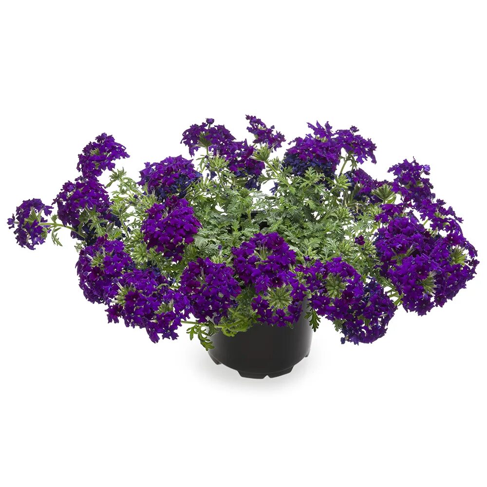 Вербена Tapien Violet. Вербена Magelana Violet. Вербена вегетативная Violet. Вербена Empress Purple.