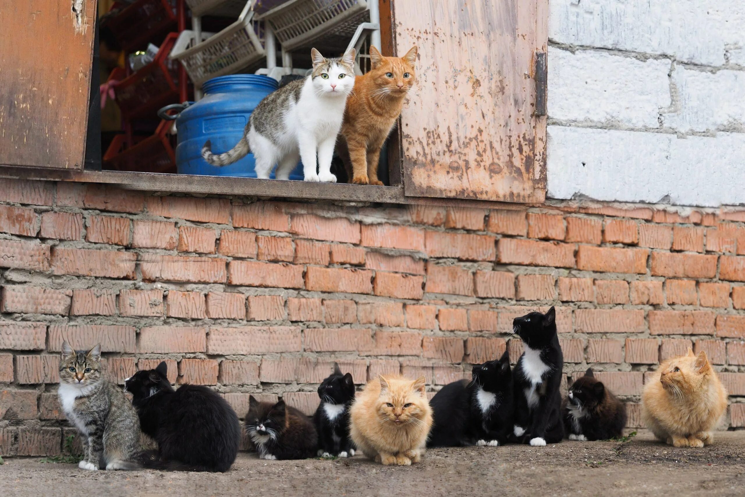 Как найти котенка на улице. Много бездомных кошек. бездомная кошка с котятами. кошки несколько на улице. бездомные кошки в городе.