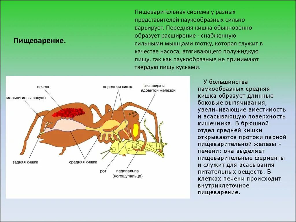 Пищ система членистоногих. Членистоногие пищеварительная система. Система пищеварения членистоногих. Пищеварительная система членистоногих насекомых. Система пищеварения паукообразных.