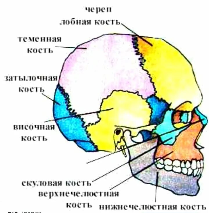 Теменная и височная кости тип соединения. Кости мозгового отдела черепа. Мозговой отдел черепа анатомия. Кости мозгового черепа и кости лицевого черепа. Череп мозговой отдел парные и непарные кости черепа.