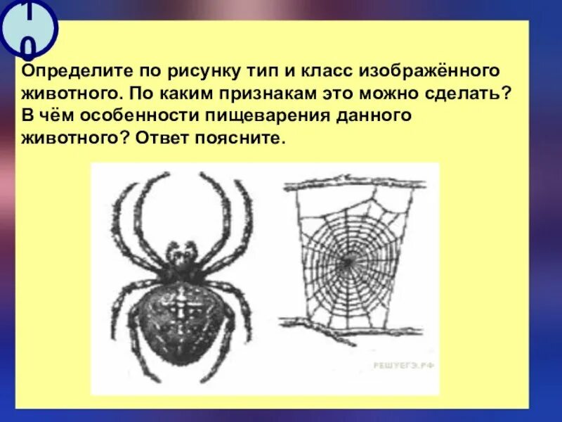 Определите по рисунку. Определите вид по рисунку. Определите вид зверя по рисунку. Тип класс.
